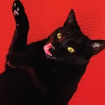 Ryan Adams - Big Colors Album Cover
